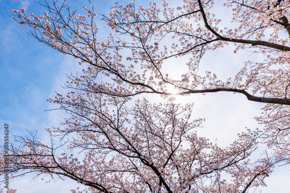 ピンク色が綺麗な満開の桜の花