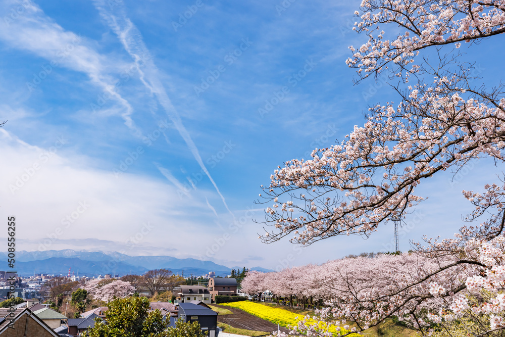 ピンク色が綺麗な満開の桜の花