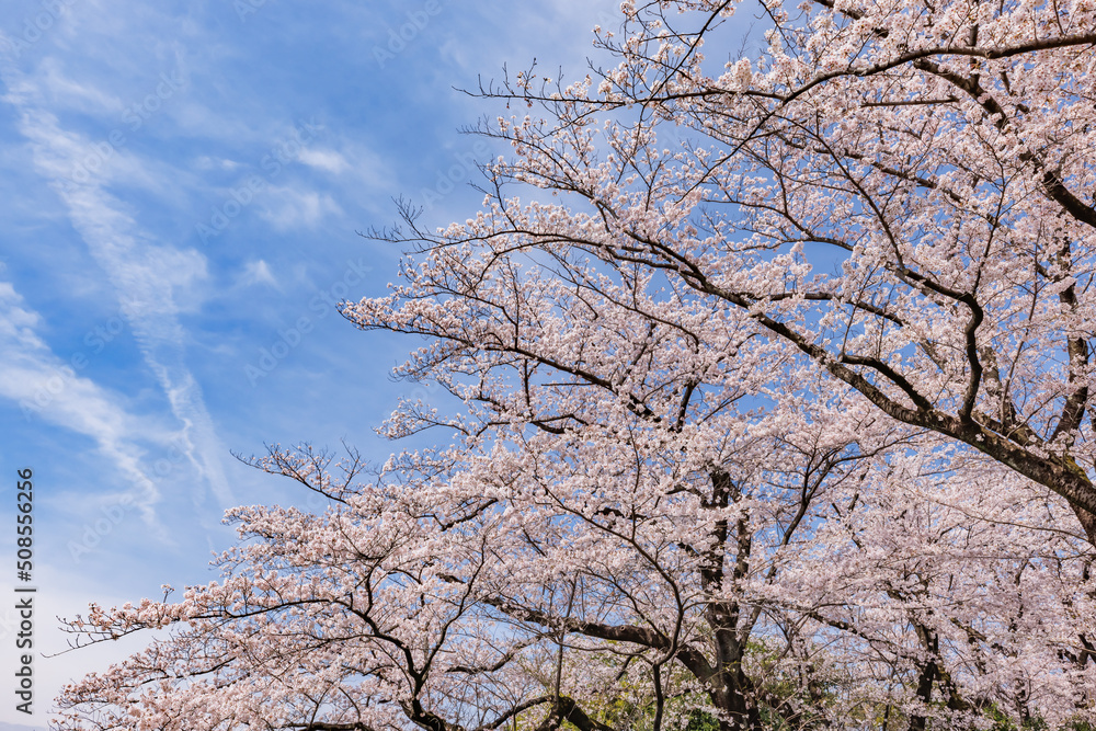 ピンク色が綺麗な満開の桜の花