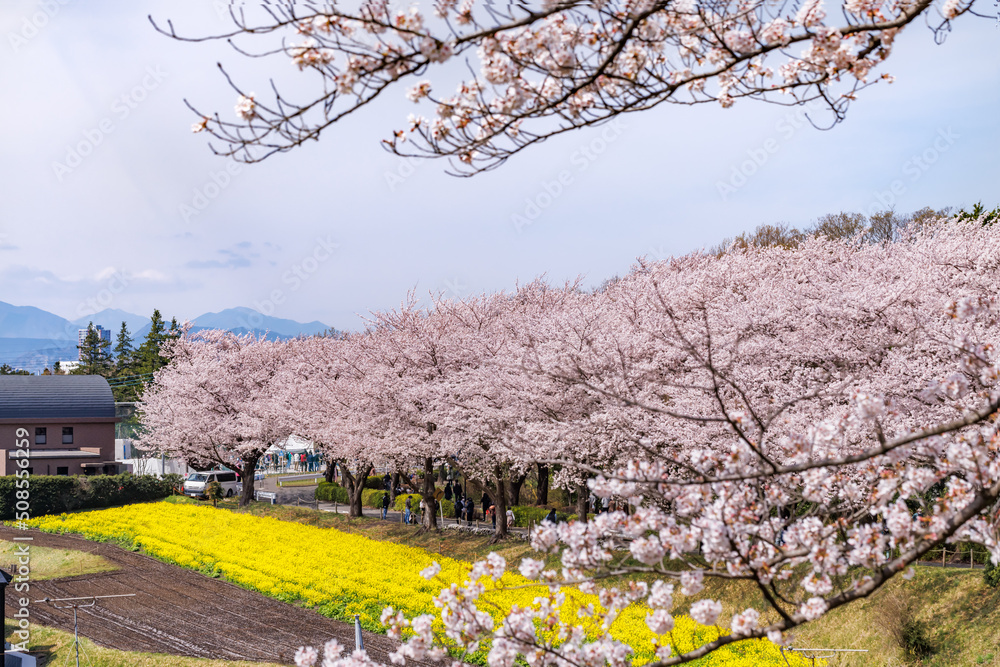 ピンク色が綺麗な満開の桜の花