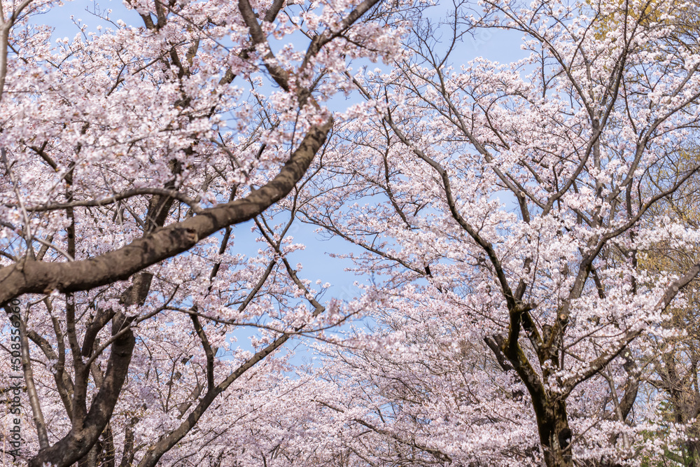 ピンク色が綺麗な満開の桜の花