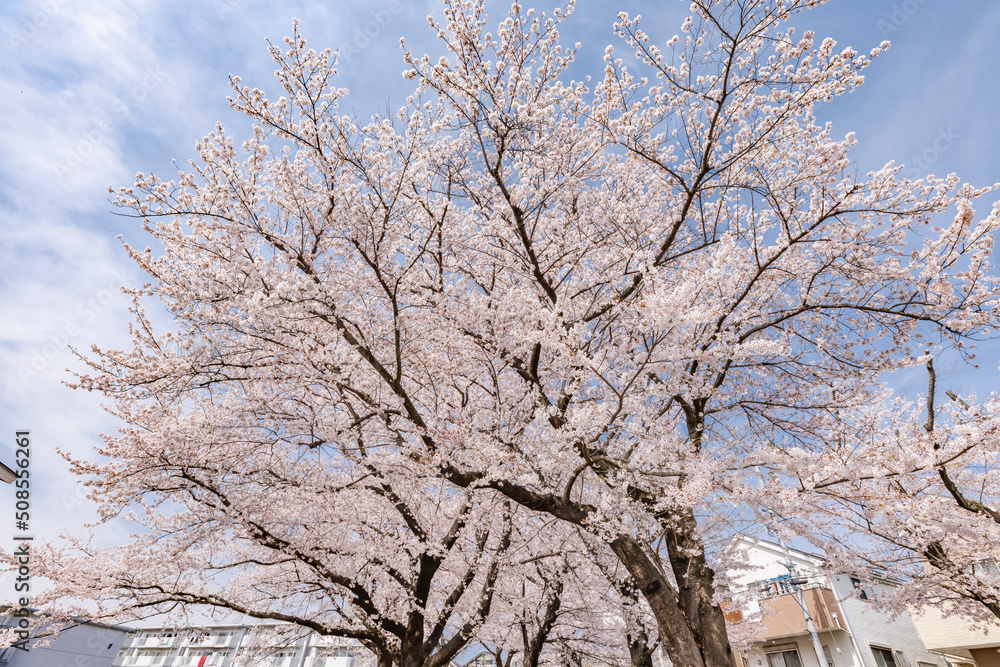 ピンク色が綺麗な満開の桜の花