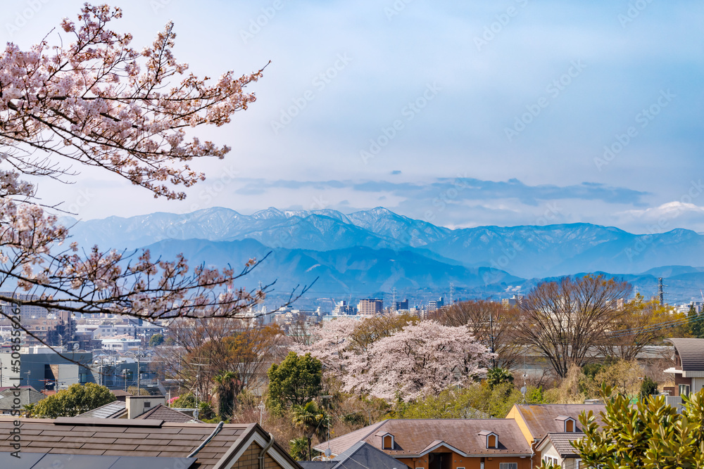 ピンク色が綺麗な満開の桜の花