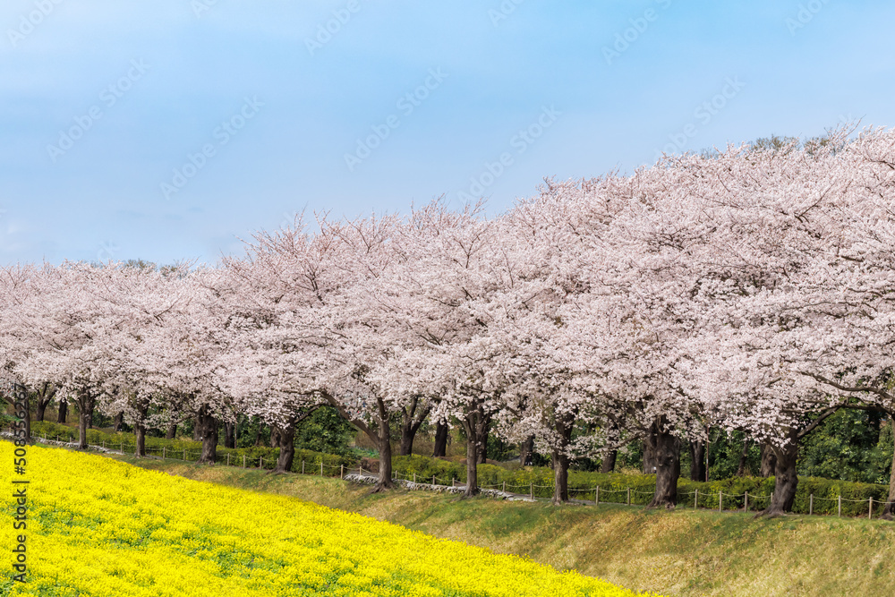 満開の桜と菜の花