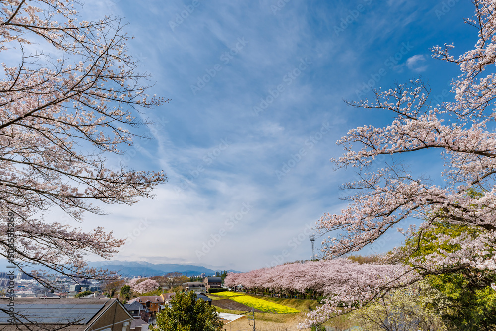 ピンク色が綺麗な満開の桜の花