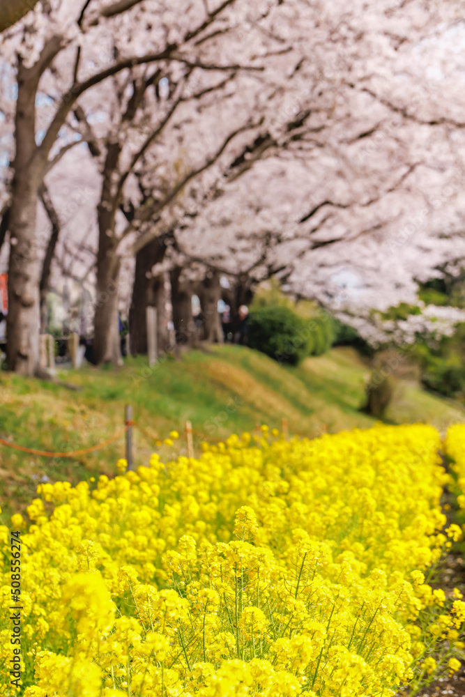 満開の桜と菜の花