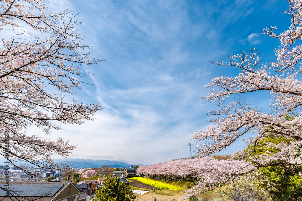 ピンク色が綺麗な満開の桜の花