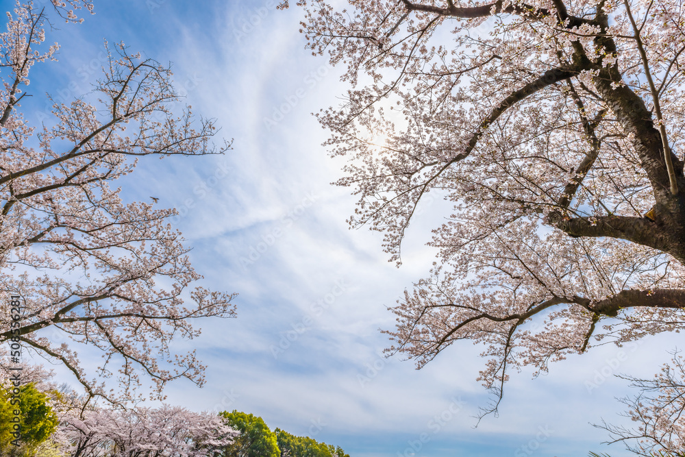 ピンク色が綺麗な満開の桜の花