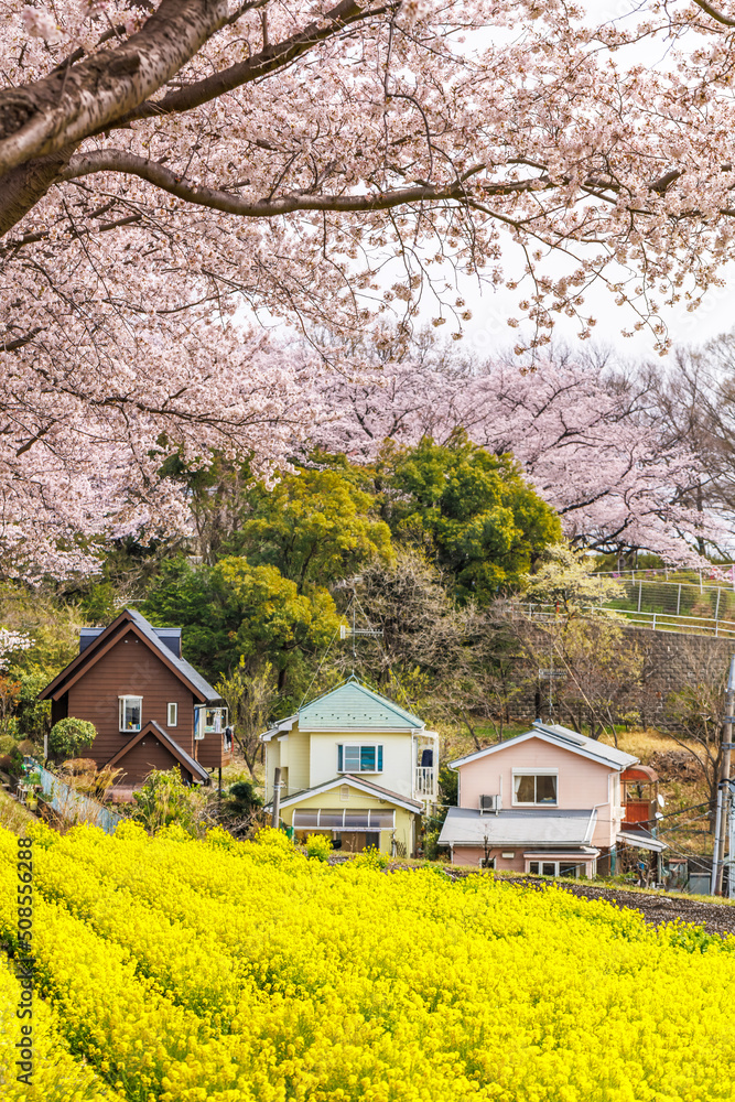 満開の桜と菜の花