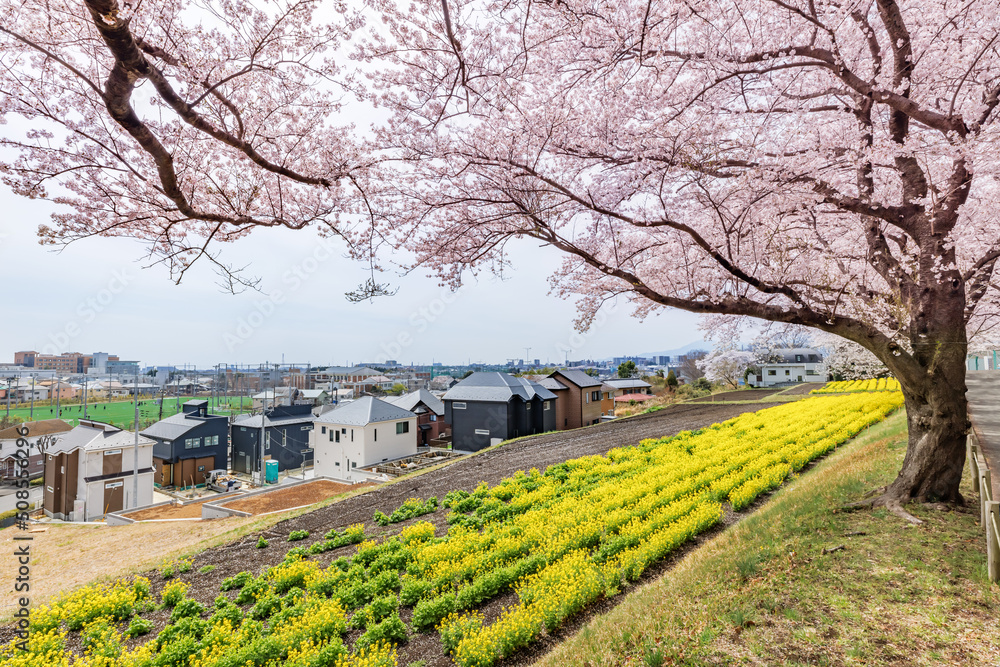 満開の桜と菜の花