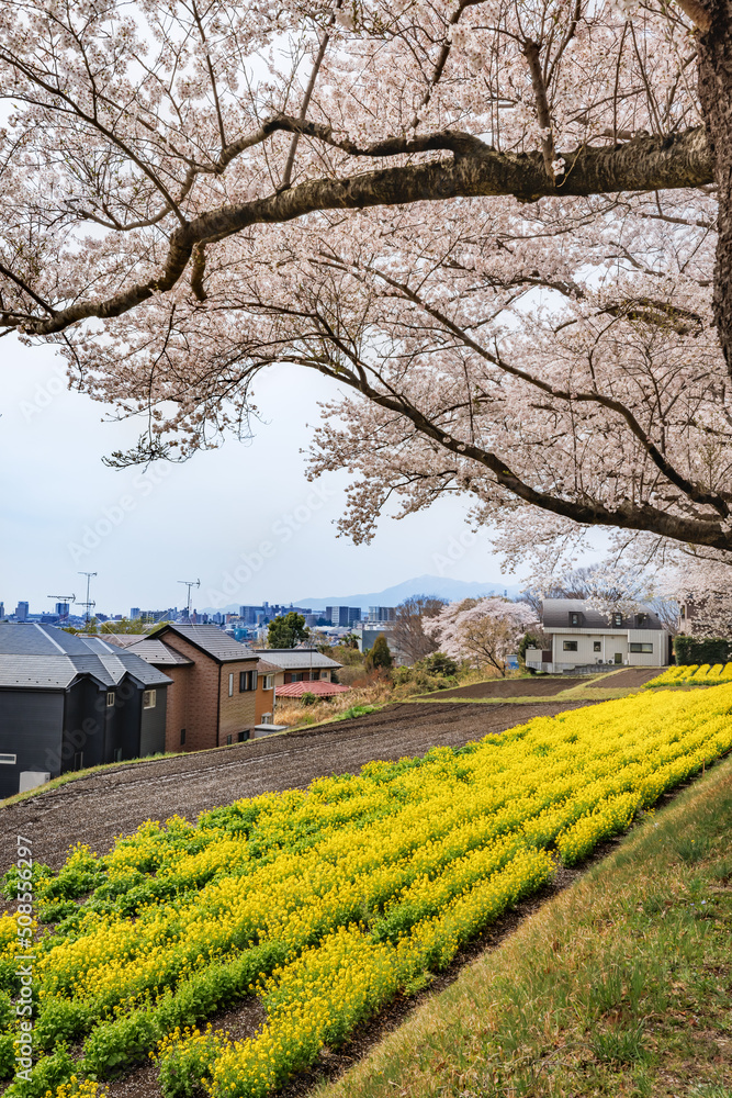 満開の桜と菜の花