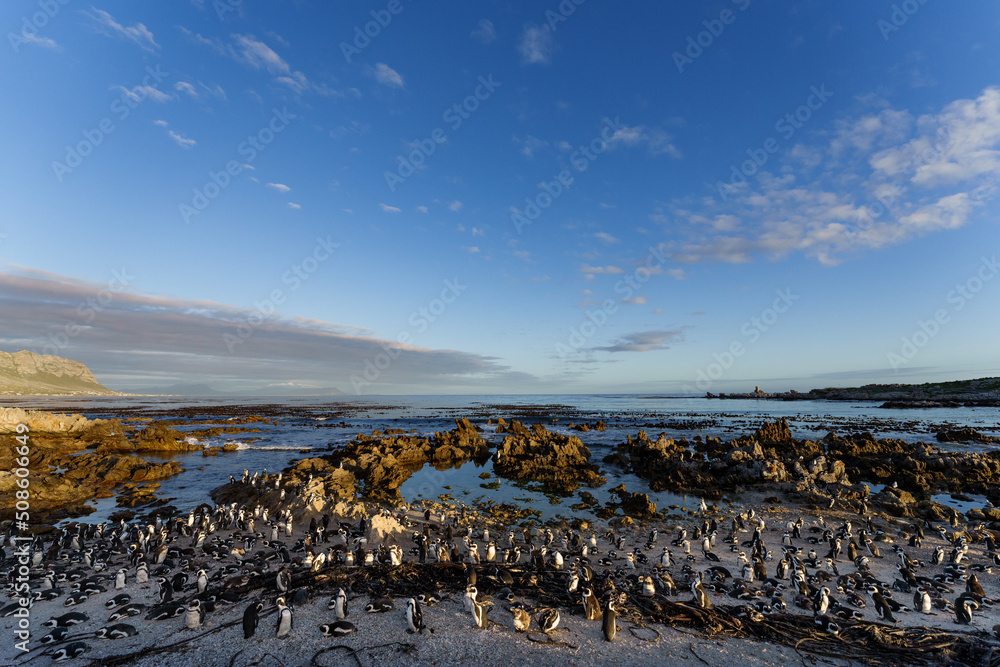 African penguin, Cape penguin or South African penuguin (Spheniscus demersus) colony at Stony Point 