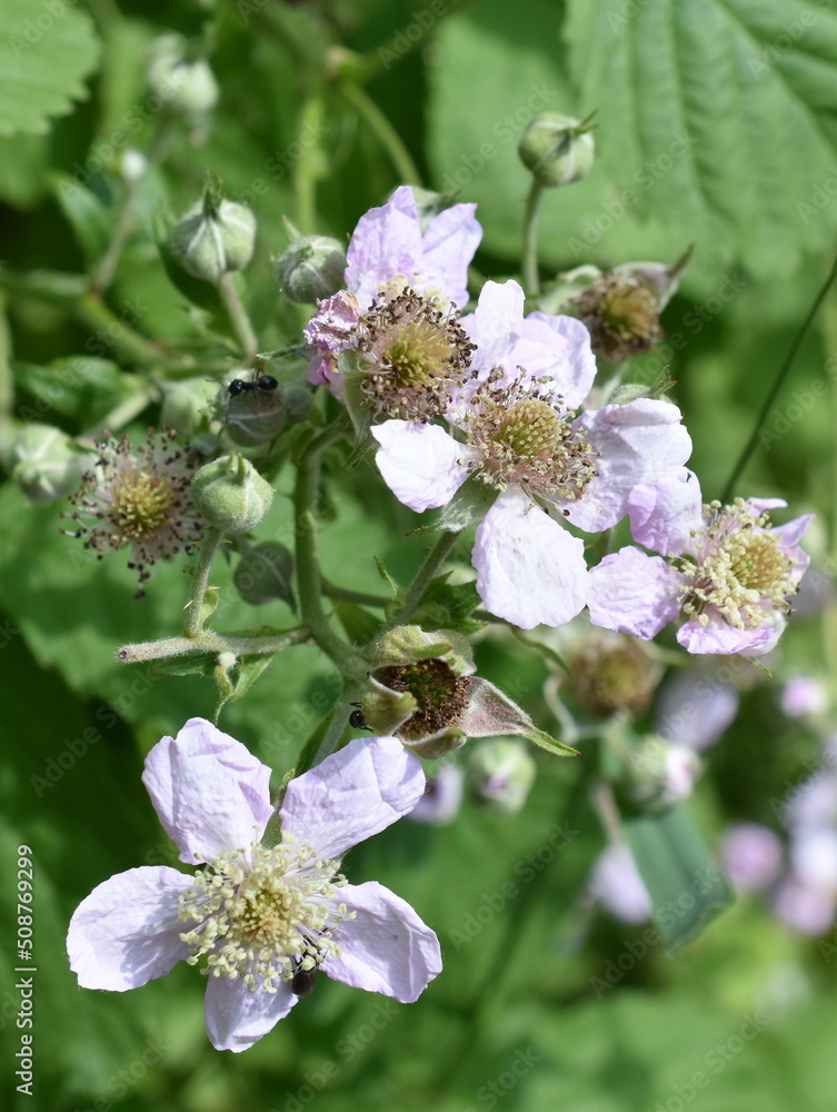 Blackberry Rubus fruticosus shrub flower