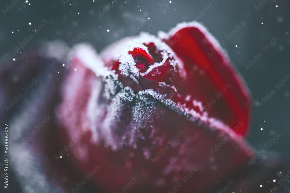 Beautiful frozen red rose close up. Dark winter rose art design with snow, soft focus. Beauty flower