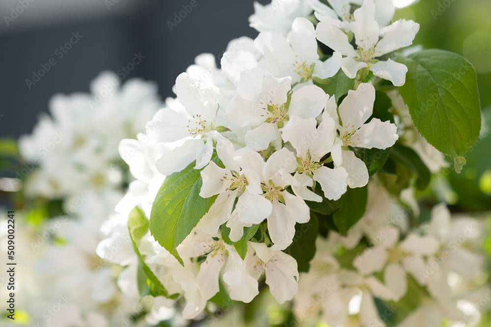 White blooming flowers on blurred background. Apple tree bloom in sunshine in garden and park. Beaut