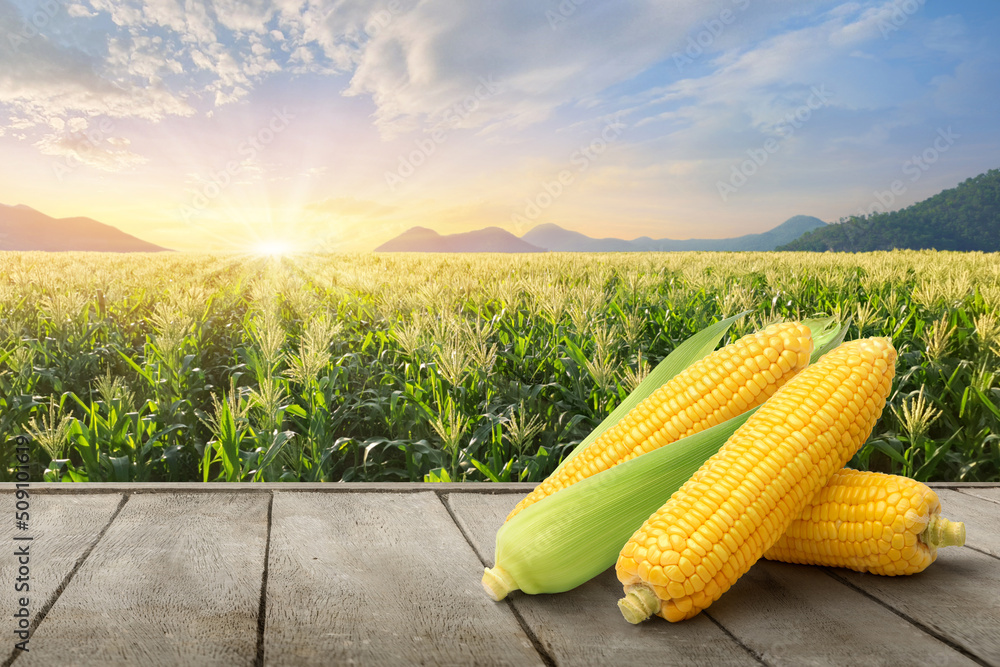 Fresh corn on wooden table with corn plantation background.