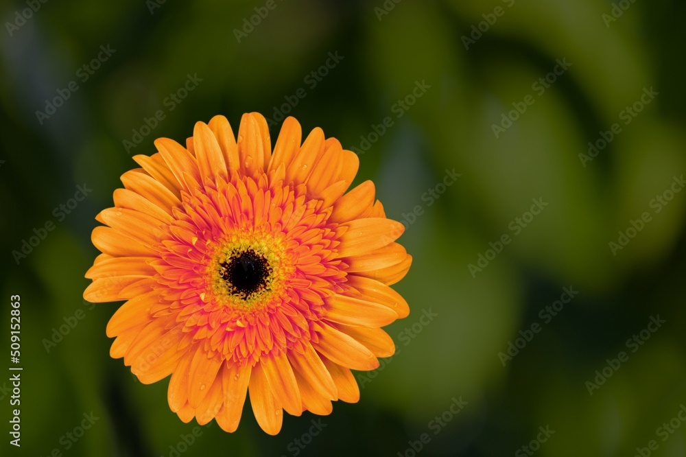 multicolor flowers in the garden, landscape background