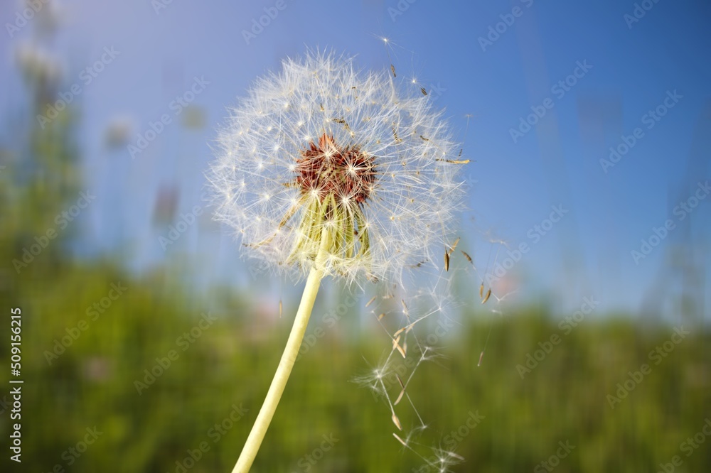 风景背景中美丽的花朵蒲公英