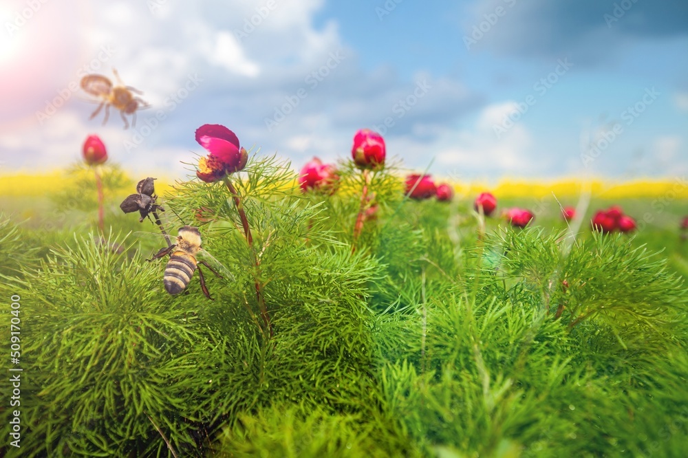 Bee and flower. A large bee collecting pollen on flower on a Sunny day. Summer and spring background