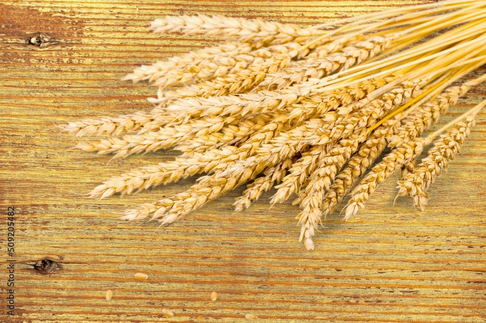 Golden barley grains on background, food concept