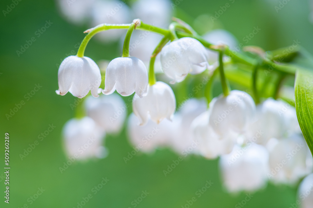 铃兰的花瓣和花朵特写。铃兰的铃铛被阳光照亮。