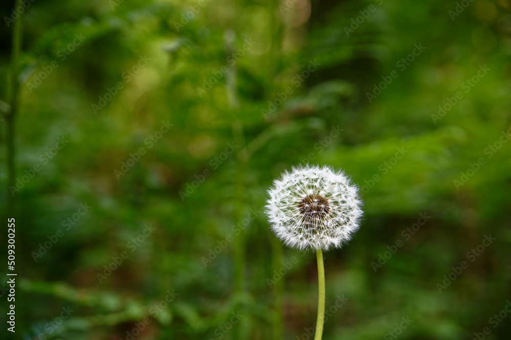 背景为蓝色森林的蒲公英