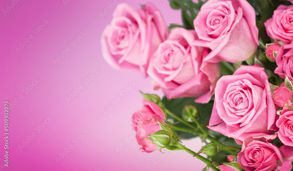 A beautiful color blossom roses flower. Romantic, nature background.