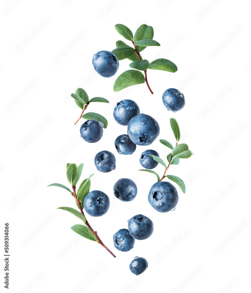 Wet blueberries with leaves in the air closeup isolated on a white background