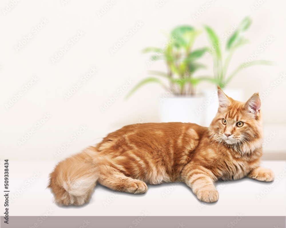 Portrait of a cute cat lying on the floor at home. Fluffy purebred. Adorable pet concept.