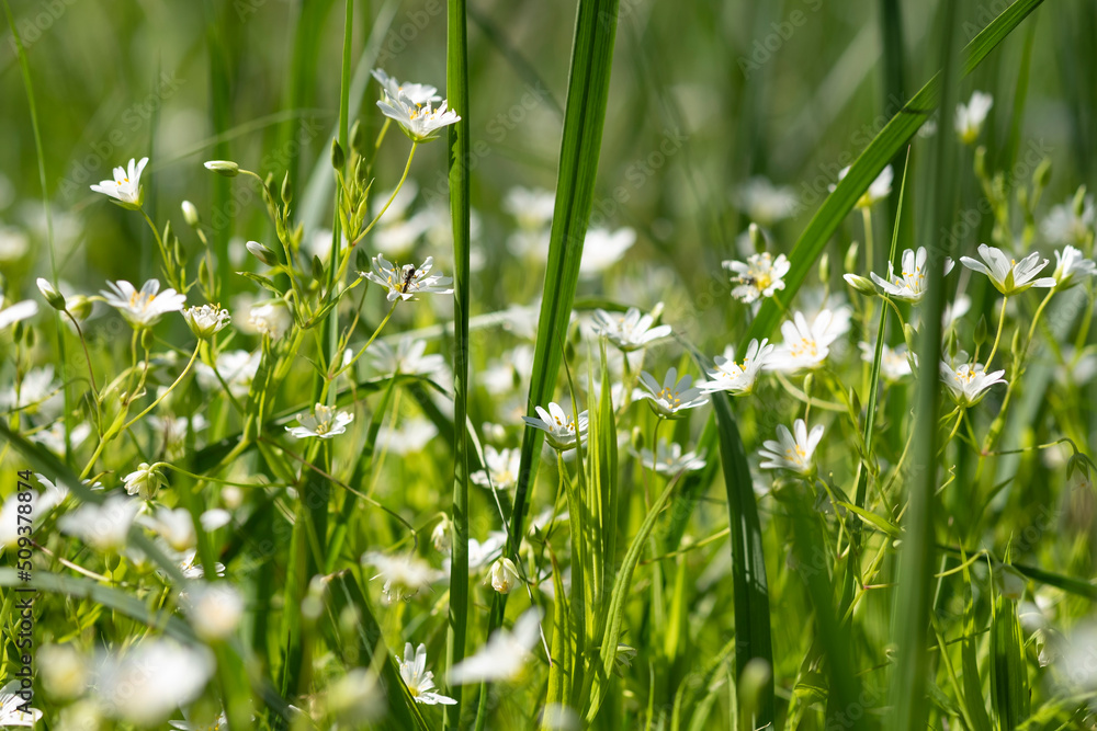 Meadow flowers on green blurred background. White wild petals with fresh grass and herbs, summer and