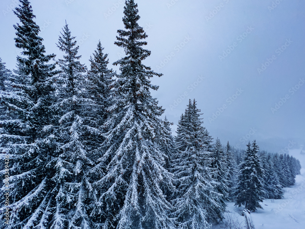 山区暴雪后，冷杉林被雪覆盖