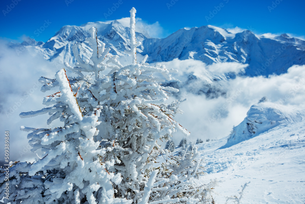 阿尔卑斯山大雪后，积雪覆盖的灌木丛