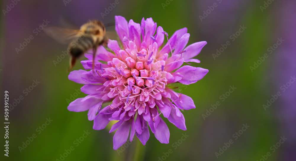 Pink wild cornflower close up, selective focus.