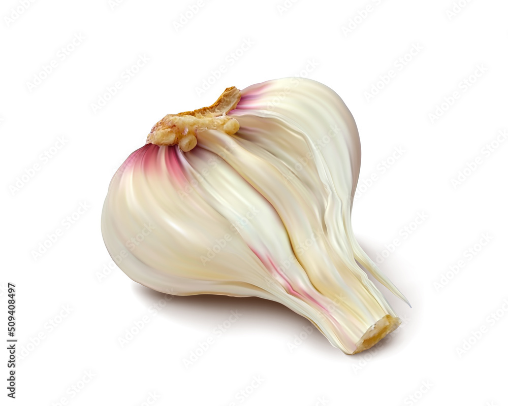 Half garlic. Isolated vector illustration