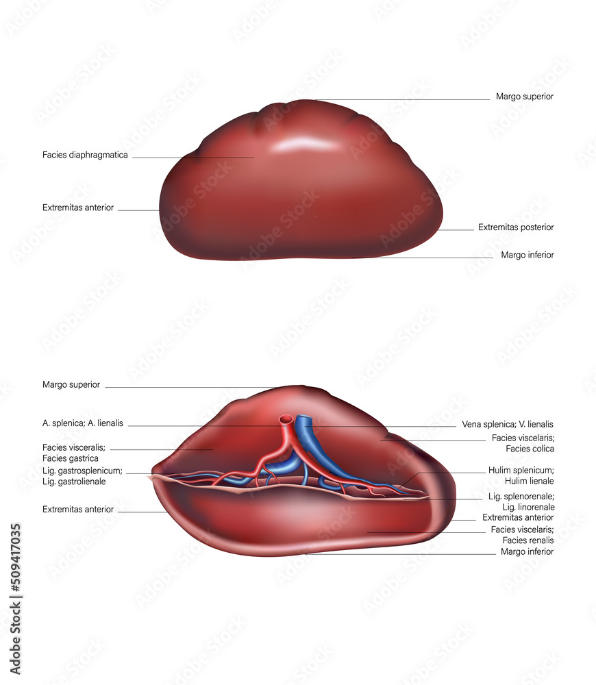 脾脏位于上侧和腹侧。矢量3D插图