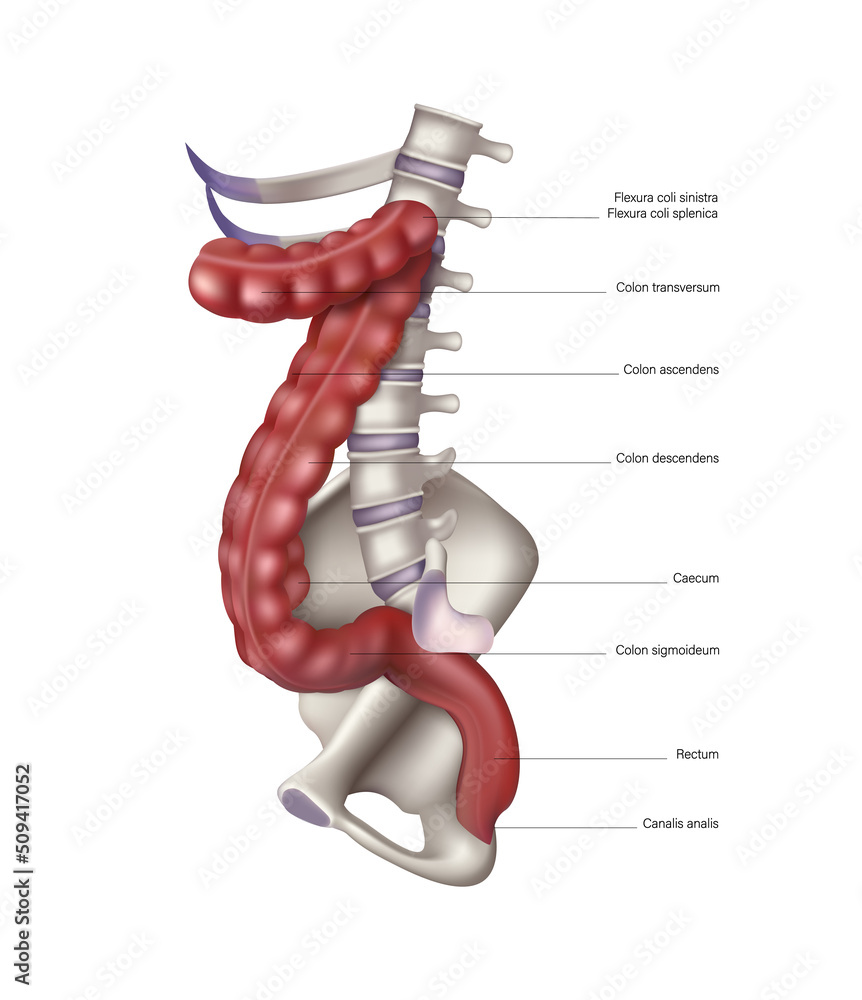 白色背景上的结肠骨架。矢量3D插图