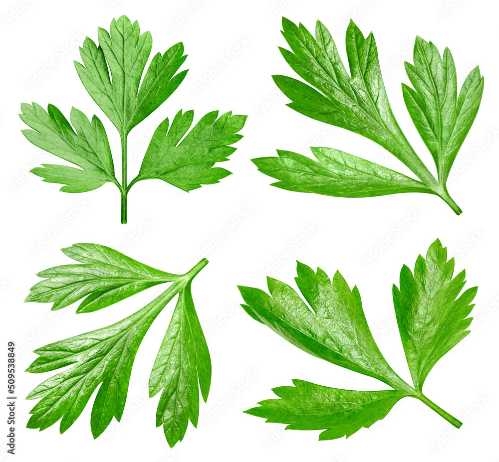 白底隔离的Parsley