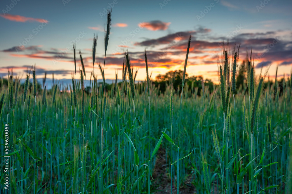 Idyllic sunset over the wheat field in Poland