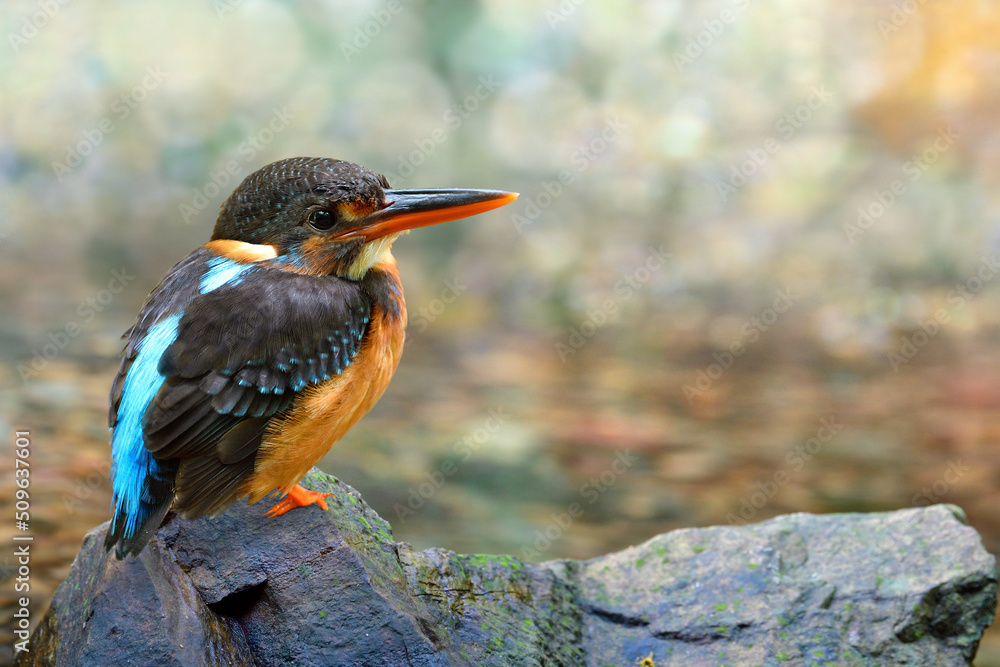 malay blue-banded kingfisher (alcedo peninsulae) lonely perching on rock on water stream waiting for