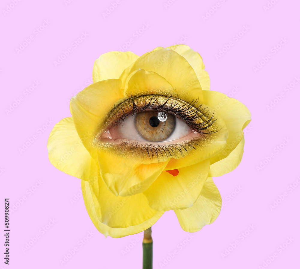 Beautiful narcissus flower on white background, closeup