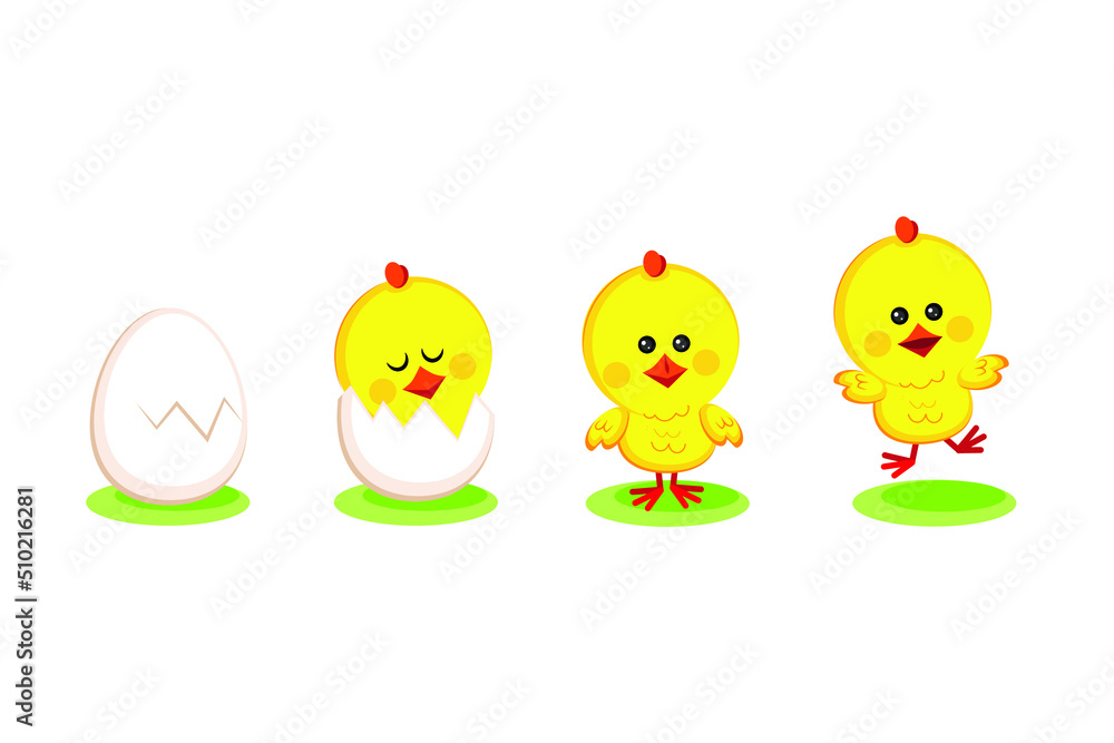 Different stages of chick hatching on white background