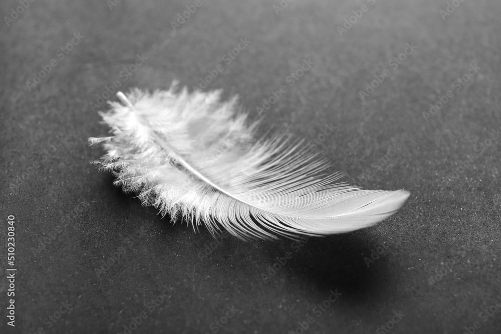 Beautiful feather on dark background