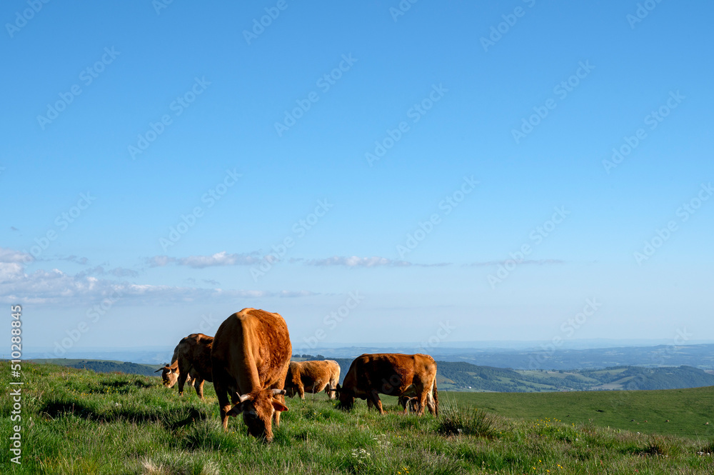 Paysage des crêtes des Monts du Cantal autour du col de Legal au printemps avec des vaches qui brout