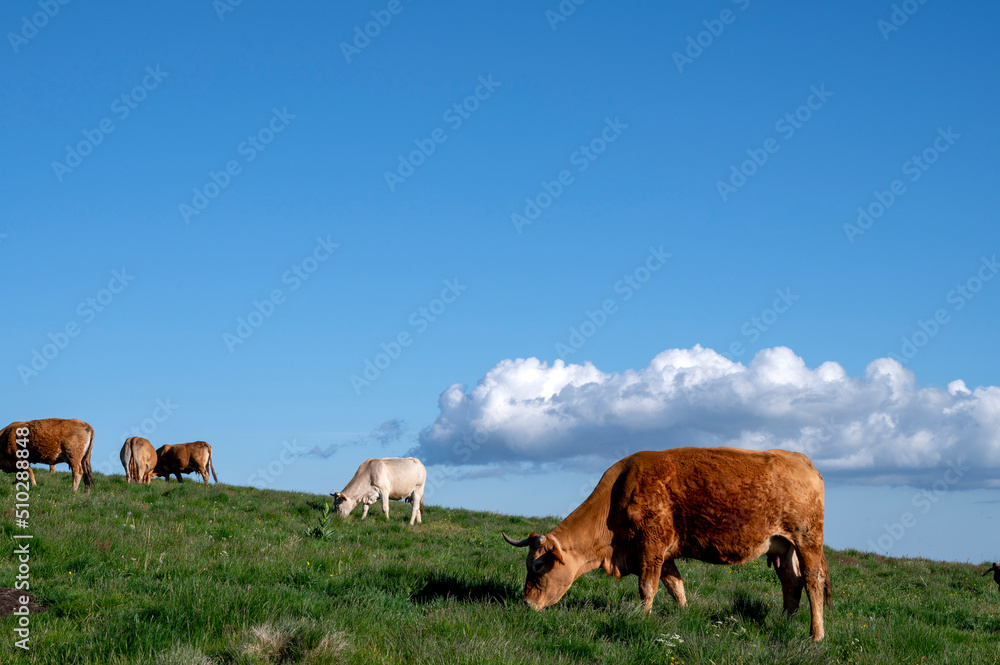 Paysage des crêtes des Monts du Cantal autour du col de Legal au printemps avec des vaches qui brout