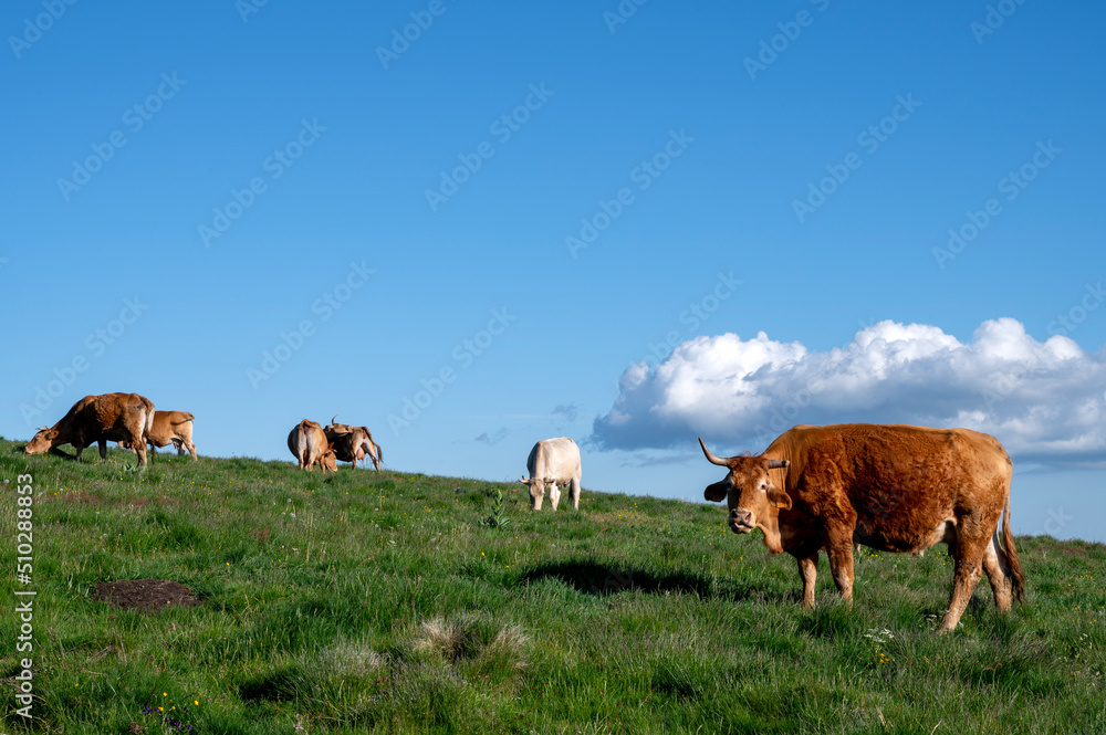 Paysage des crêtes des Monts du Cantal autour du col de Legal au printemps avec des vaches qui brout