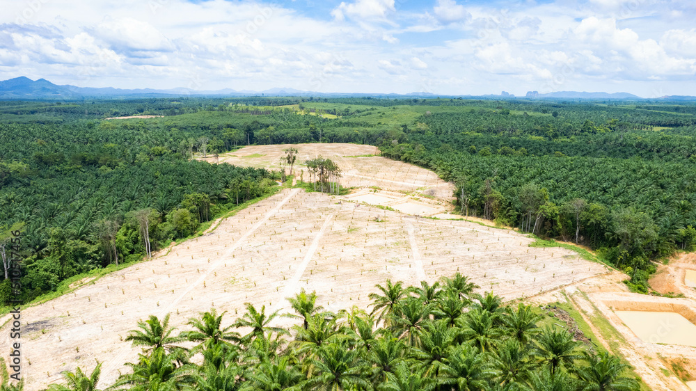 Aerial of fresh green palm oil tree plantation farm forest shot in the spring with a drone from the 