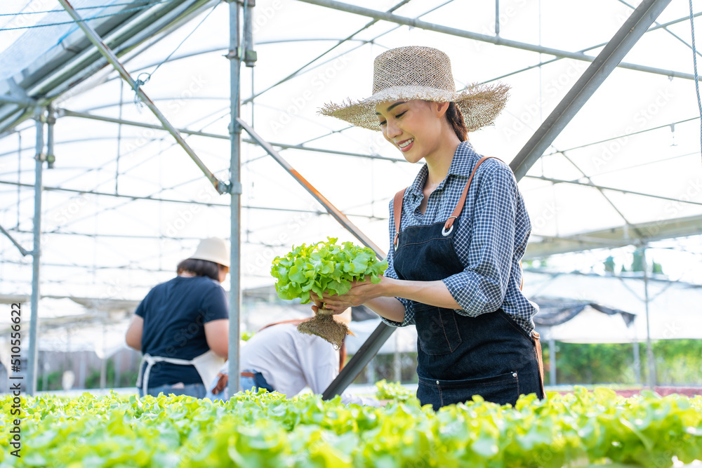 Asian young beautiful woman farmer work in vegetables hydroponic farm. 