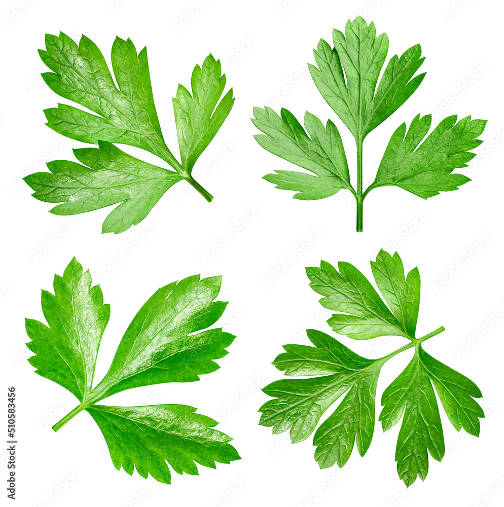 Parsley isolated on white background