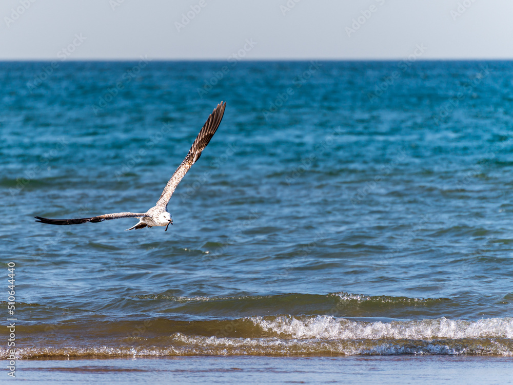 seagull in flight