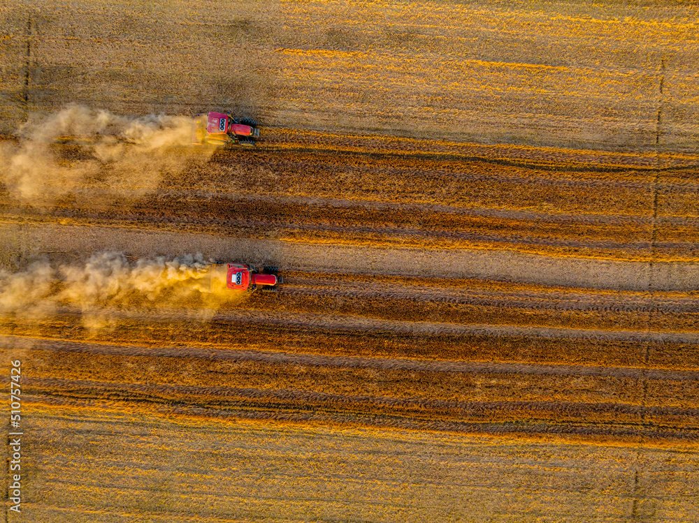 Agricultural tractor smashes wheat straw in the field after harvest. Agricultural scene. Aerial dron